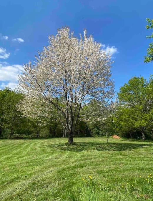 Spacious 1 Bed Home With Shared Pool Champagnac-la-Rivière Exterior foto